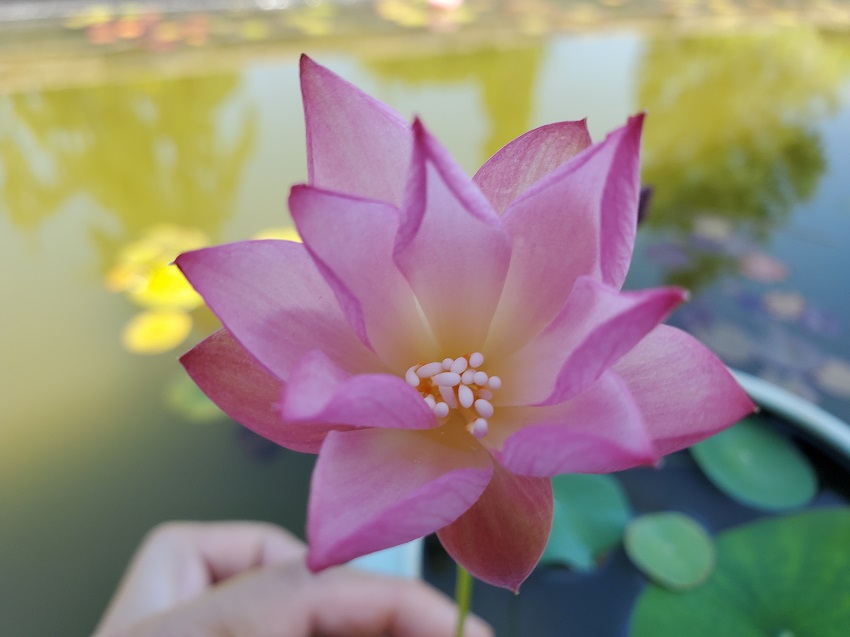 20200704_111515-R-SRL Lotus are Blooming