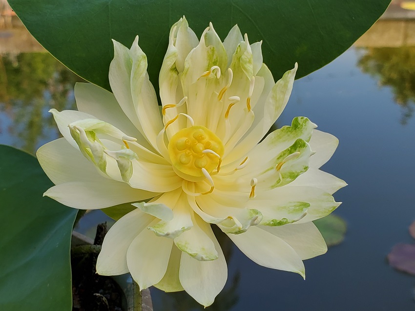 20200709_095455-R-LG Lotus are Blooming