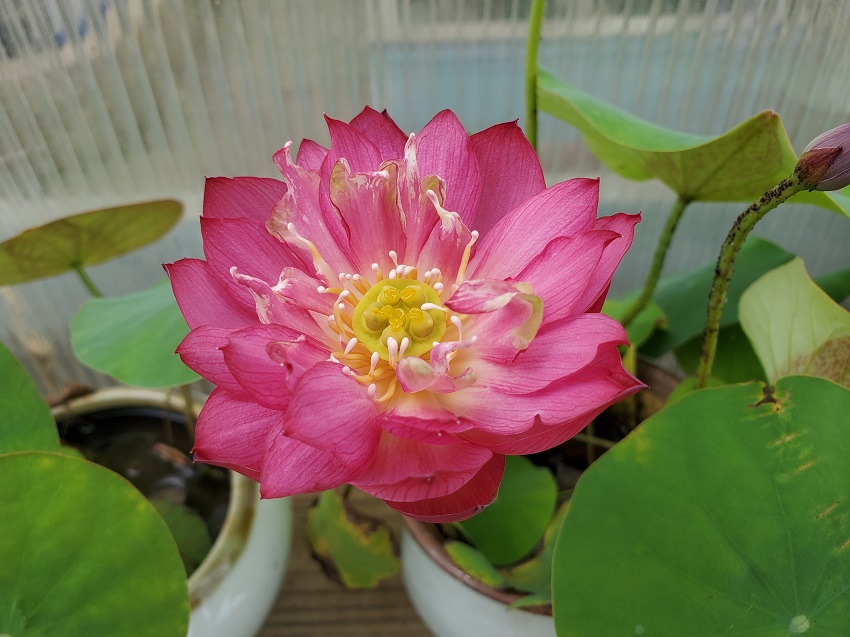 20200723_110103-R-LBIN Lotus are Blooming