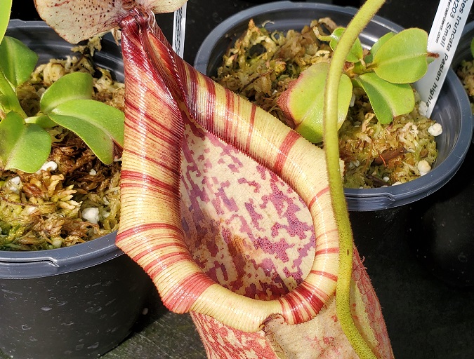 20210927_134403-C-R Nepenthes Picture Update: September 2021