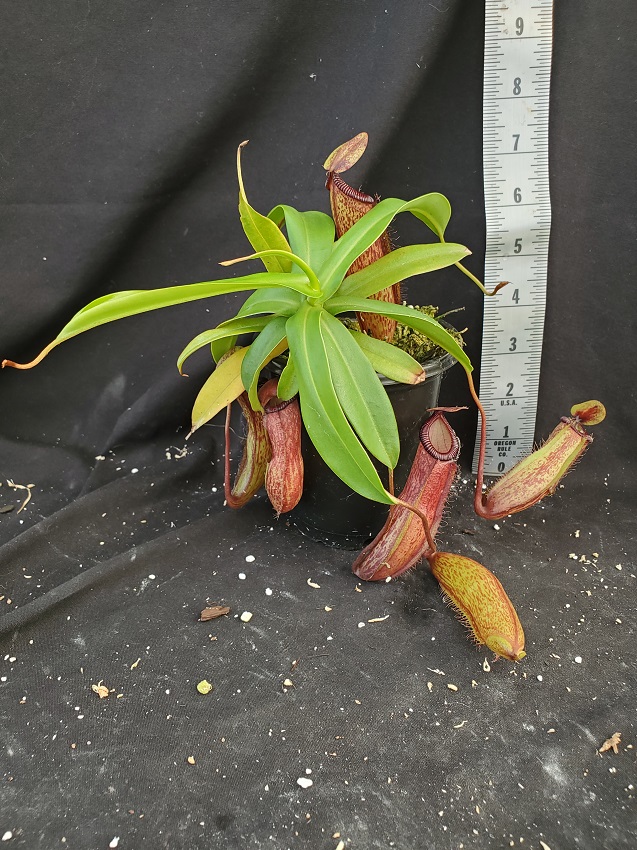 20210927_134828-r-21-1 Nepenthes Picture Update: September 2021