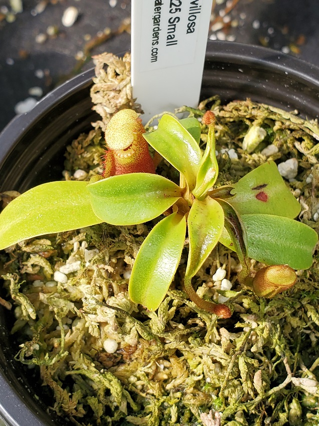 20210927_135147-R-sm-Sept-21-1 Nepenthes Picture Update: September 2021