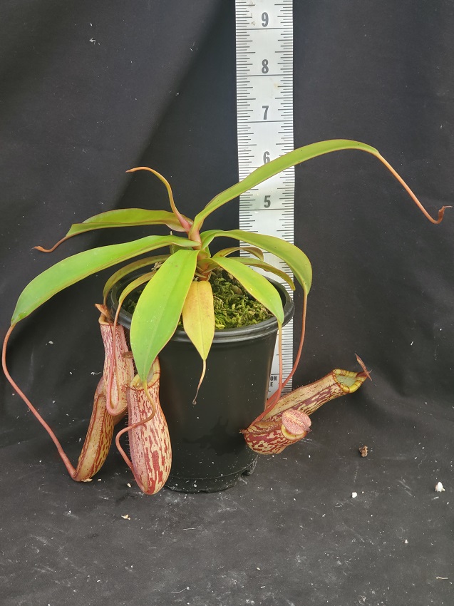 20210927_135708-R-1 Nepenthes Picture Update: September 2021