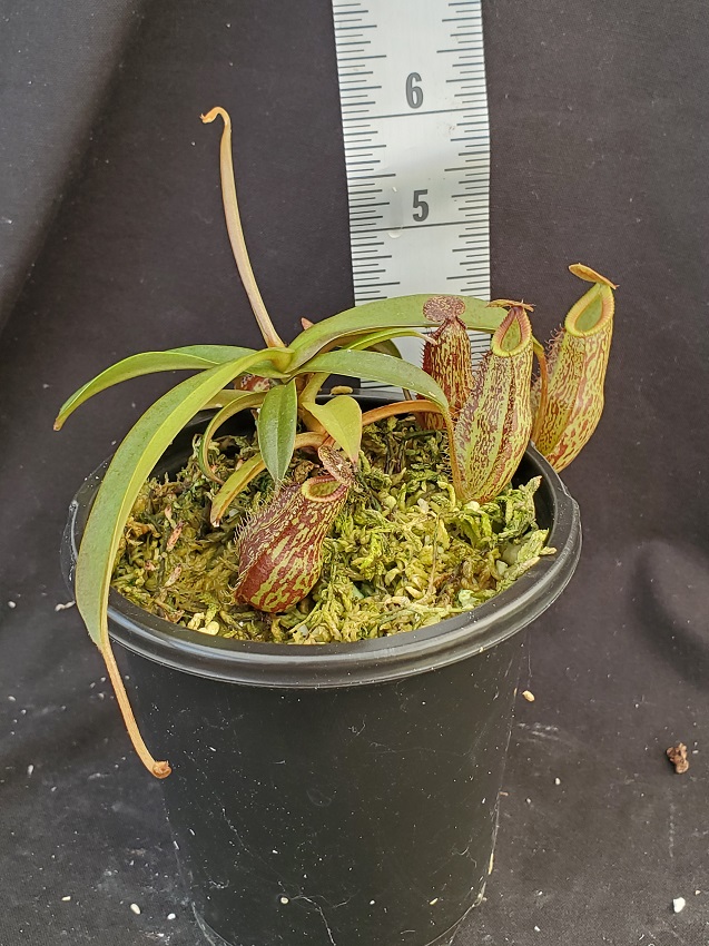 20210927_141653-r-1 Nepenthes Picture Update: September 2021