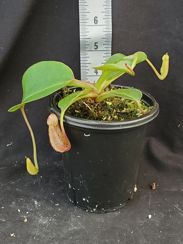 20210927_142148-R-1 Nepenthes Picture Update: September 2021