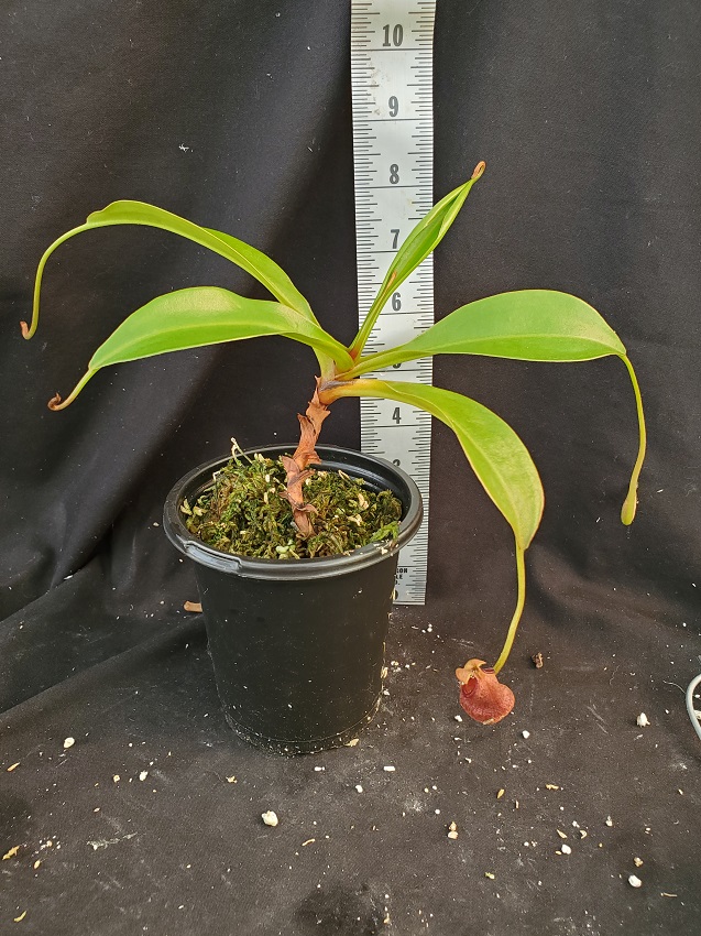 20210927_154932-r-lg-1 Nepenthes Picture Update: September 2021