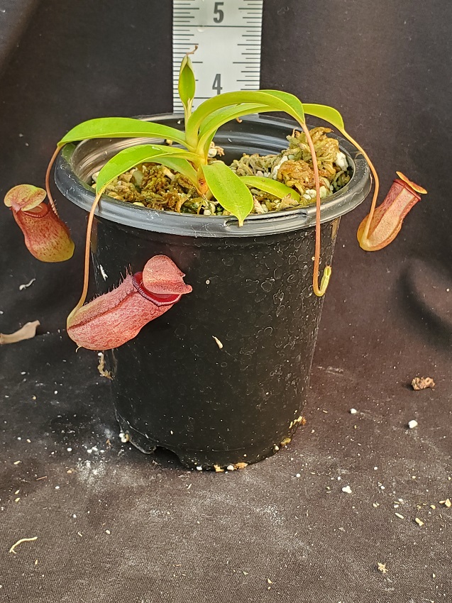 20210927_160148-R-SEpt-21-1 Nepenthes Picture Update: September 2021