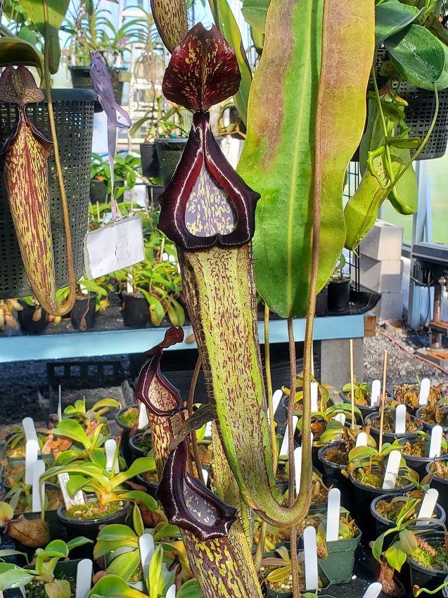 20221002_155127-r-1 Greenhouse #6 - Highland Nepenthes & Orchids