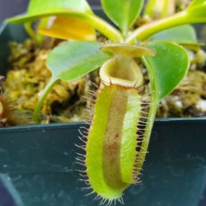 20221126_154420-R-4022-300x300 Nepenthes (lowii x macrophylla) x robcantleyi BE 4022