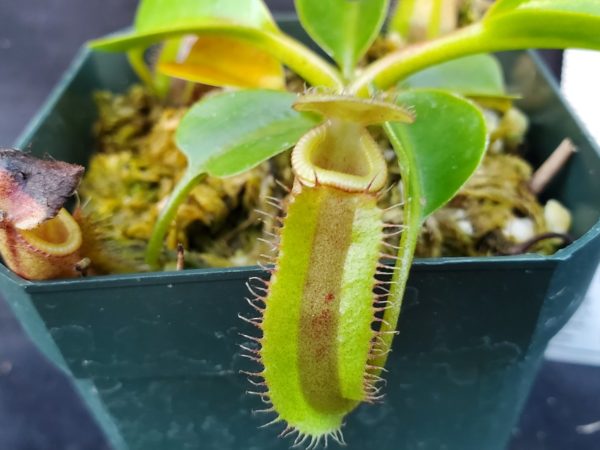 20221126_154420-R-4022-600x450 Nepenthes (lowii x macrophylla) x robcantleyi BE 4022