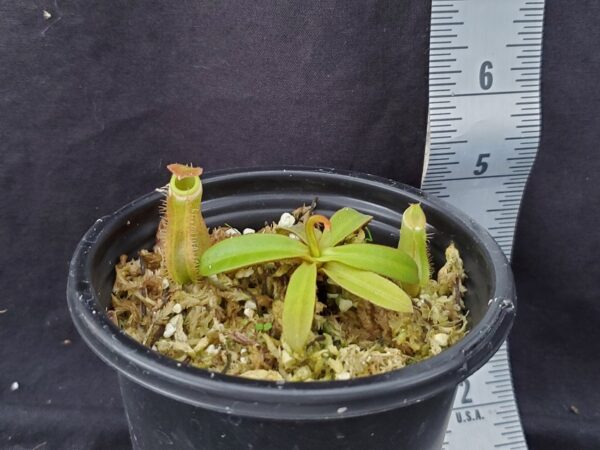 20230815_165016-r-sm-1-600x450 Nepenthes albomarginata Brunei Green BE3004