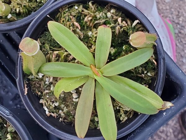 20230815_165339-med-R-1-600x450 Nepenthes albomarginata Brunei Green BE3004