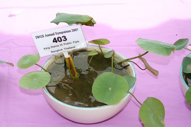 356-R Bowl Lotus