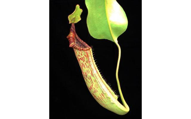 3808-1 Nepenthes Update May 2019