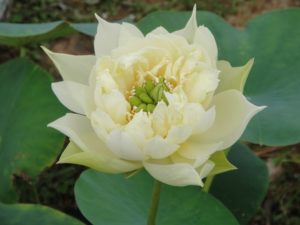 615香雪海-a-2-300x225 March 2017 Lotus and More