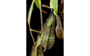 6810-1-300x188 Hairy Nepenthes