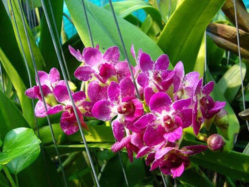Aer-Bangkok-Rhy-gigantea-Red Stunning Thai Orchids