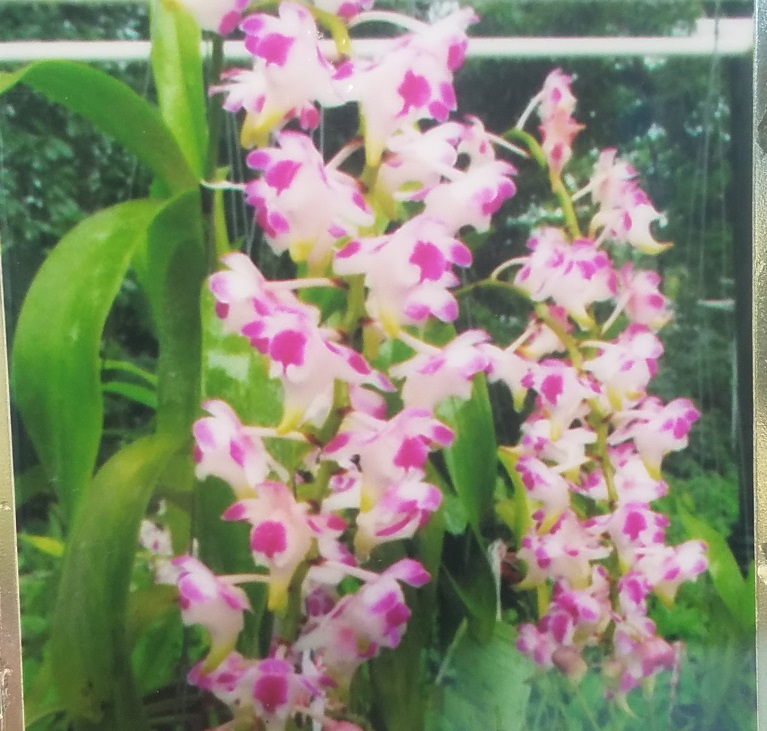 Aerides-lawrenceae Stunning Thai Orchids