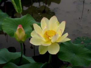 Ai-Jiangnan-1-1-300x225 Cyber Monday Chinese Lotus Super Special