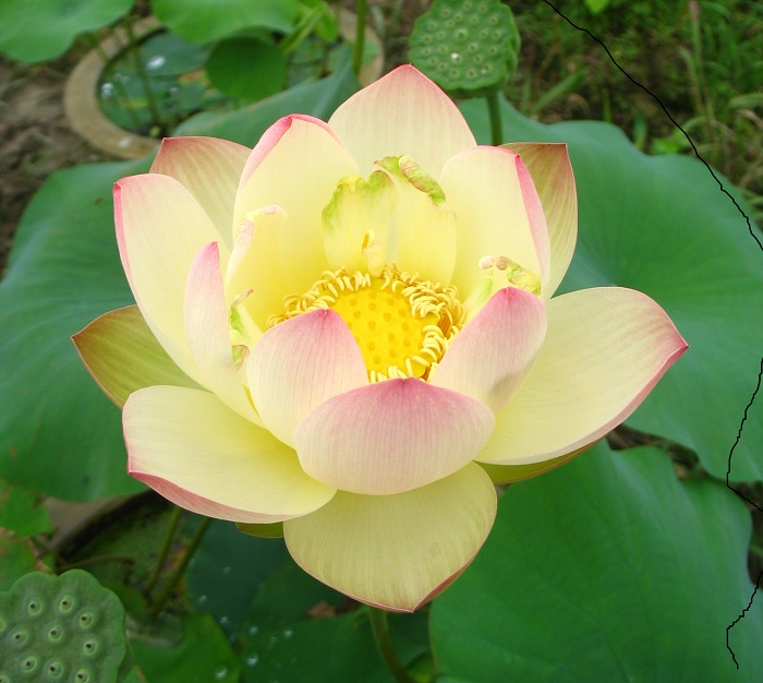 Ai-Jiangnan-41A-1 Late Lotus Season