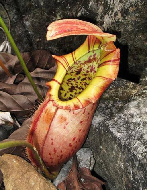 BE-3357a-lower-pitcher-in-habitat 2020 New Lotus, Carnivorous, Pots and More