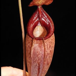 BE-3762a-intermediate-pitcher-300x300 Nepenthes petiolata x talangensis BE3762