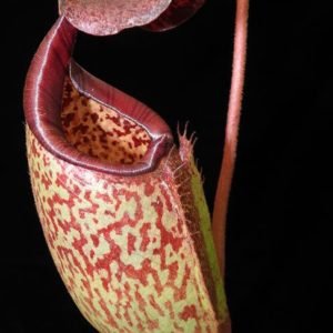 BE-3764a-representative-lower-pitcher-300x300 Nepenthes burbidgeae x (maxima x talangensis) BE3764