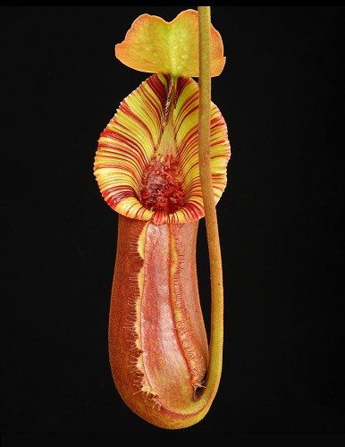 BE-4022a-juvenile-representative-pitcher Nepenthes (lowii x macrophylla) x robcantleyi BE 4022