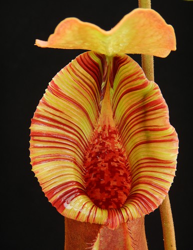 BE-4022b-juvenile-representative-pitcher Nepenthes (lowii x macrophylla) x robcantleyi BE 4022