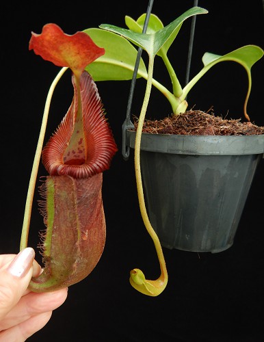 BE-4022c-juvenile-representative-pitcher Nepenthes (lowii x macrophylla) x robcantleyi BE 4022