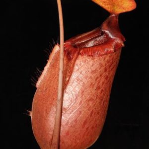 BE-4026c-representative-pitcher-300x300 Nepenthes sibuyanensis x merrilliana BE 4026
