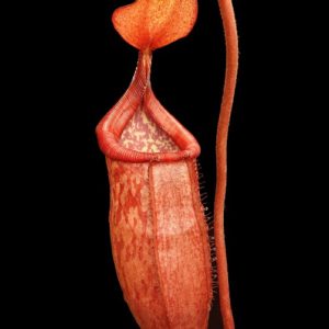 BE-4525b-actual-clone-300x300 Nepenthes petiolata x mira BE 4525