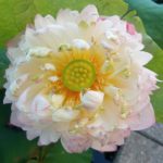 Beautiful-Pink-Lotus-150x150 2017 Lotus Season