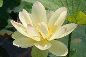 Beauty-in-Jiangnan2-1-300x200 Cyber Monday Chinese Lotus Super Special