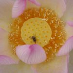 Bee-on-Lotus-150x150 Tropical Lotus for Sale