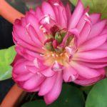 Binglei-Furen-Lotus-150x150 2017 Lotus Season