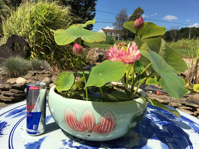 Trio Large Plastic Pot – Bergen Water Gardens, Lotus Paradise
