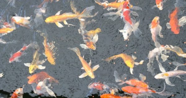 Koi - Bergen Water Gardens, Lotus Paradise
