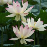 Butterfly-Love-4-150x150 Tropical Lotus for Sale