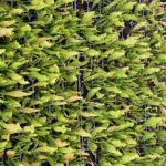 Carolina-Yellow-Jacket-150x150 Carnivorous Plants from Tissue Culture
