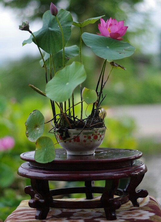 Chinese-Bowl-Lotus-17 Micro Lotus Porcelain Pots