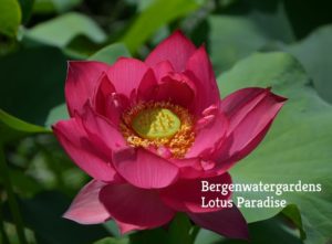 Chinese-Red-Shanghai-Lotus-1a-1-300x221 Cyber Monday Chinese Lotus Super Special