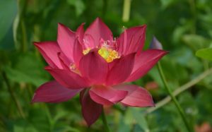 Chinese-Red-Shanghai-Lotus-2-1-300x187 Cyber Monday Chinese Lotus Super Special