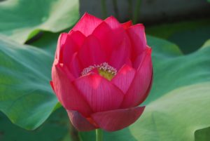 Chinese-red-Xibeipo-300x201 Introducing Chinese Red Lotus