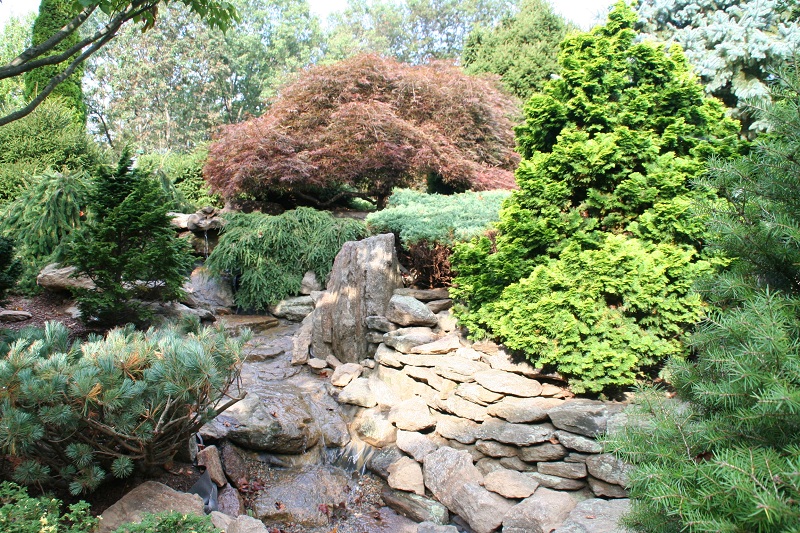 Conifers-Stream-Bergen-Water-Gardens Dwarf Conifers Around Your Pond & in Your Garden