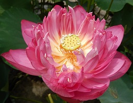 Croped Mother's Day Sale on Select Lotus Tubers