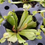 Cup-trap-R-2-150x150 Carnivorous Plants from Tissue Culture