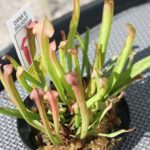 Danas-Delight-R-1-150x150 Carnivorous Plants from Tissue Culture