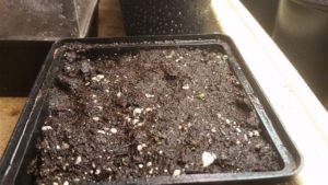 December-22-2015-R-300x169 Venus Fly Trap from Seed