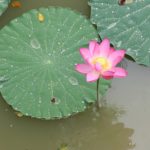 Deep-Water-Lotus-150x150 Tropical Lotus for Sale